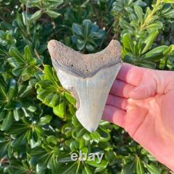 Megalodon Shark Tooth Real Fossil 4.22 Inches Shark Teeth No Restorations