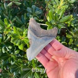 Megalodon Shark Tooth Real Fossil 4.22 Inches Shark Teeth No Restorations