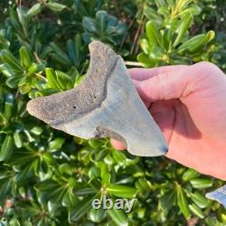 Megalodon Shark Tooth Real Fossil 4.22 Inches Shark Teeth No Restorations