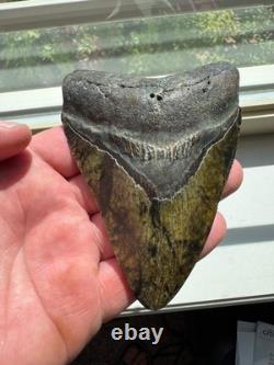 Megalodon Shark Tooth Real Fossil 4.25 No Repairs