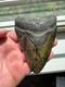 Megalodon Shark Tooth Real Fossil 4.25 No Repairs