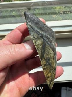 Megalodon Shark Tooth Real Fossil 4.25 No Repairs