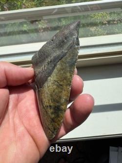Megalodon Shark Tooth Real Fossil 4.25 No Repairs