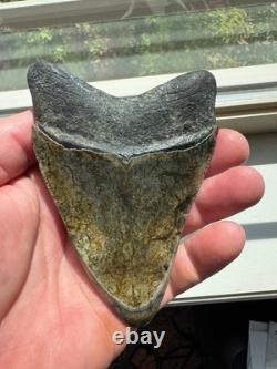 Megalodon Shark Tooth Real Fossil 4.25 No Repairs
