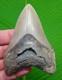 Megalodon Shark Tooth Real Fossil 4.32 Light Grey Enamel Xl Big Jaw