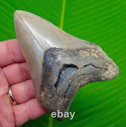 Megalodon Shark Tooth Real Fossil 4.32 Light Grey Enamel XL BIG JAW