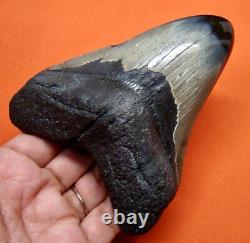 Megalodon Shark Tooth Real Fossil 4.36 Shark Teeth Megladone