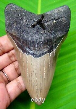 Megalodon Shark Tooth Real Fossil 4.37- Shark Teeth No Repairs