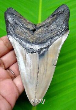 Megalodon Shark Tooth Real Fossil 4.37- Shark Teeth No Repairs