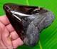 Megalodon Shark Tooth Real Fossil 4.40 Big No Restorations