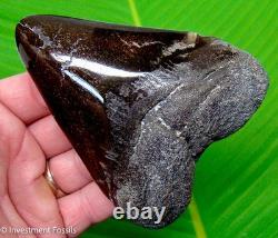 Megalodon Shark Tooth Real Fossil 4.40 BIG No Restorations