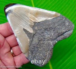 Megalodon Shark Tooth Real Fossil 4.40 BIG No Restorations