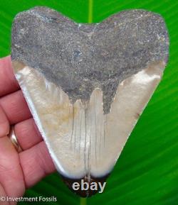 Megalodon Shark Tooth Real Fossil 4.40 BIG No Restorations