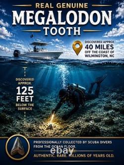 Megalodon Shark Tooth Real Fossil 4.40 BIG No Restorations