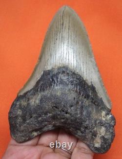 Megalodon Shark Tooth Real Fossil 4.43 Shark Teeth Natural No Repairs