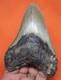 Megalodon Shark Tooth Real Fossil 4.43 Shark Teeth Natural No Repairs