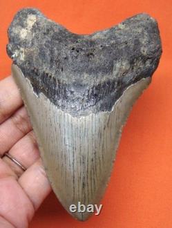 Megalodon Shark Tooth Real Fossil 4.43 Shark Teeth Natural No Repairs