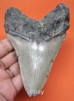 Megalodon Shark Tooth Real Fossil 4.43 Shark Teeth Natural No Repairs