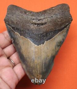 Megalodon Shark Tooth Real Fossil 4.44- Shark Teeth No Restorations
