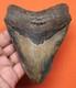 Megalodon Shark Tooth Real Fossil 4.44- Shark Teeth No Restorations