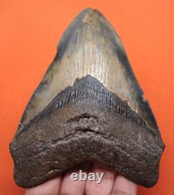 Megalodon Shark Tooth Real Fossil 4.44- Shark Teeth No Restorations
