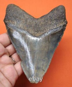 Megalodon Shark Tooth Real Fossil 4.44- Shark Teeth No Restorations