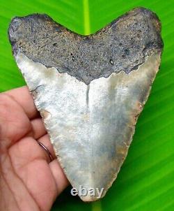 Megalodon Shark Tooth Real Fossil 4.46 No Restoration