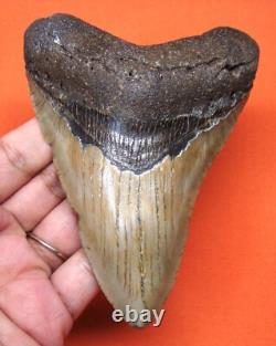 Megalodon Shark Tooth Real Fossil 4.50- Shark Teeth Natural No Repairs
