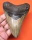 Megalodon Shark Tooth Real Fossil 4.50- Shark Teeth Natural No Repairs