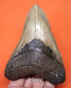 Megalodon Shark Tooth Real Fossil 4.50- Shark Teeth Natural No Repairs