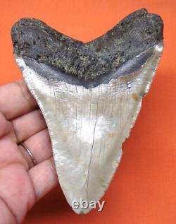 Megalodon Shark Tooth Real Fossil 4.50- Shark Teeth Natural No Repairs