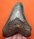 Megalodon Shark Tooth Real Fossil 4.51- Shark Teeth Natural Megladone