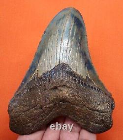 Megalodon Shark Tooth Real Fossil 4.51- Shark Teeth Natural Megladone