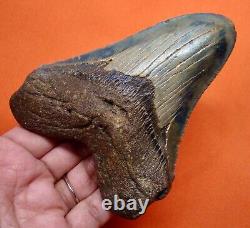 Megalodon Shark Tooth Real Fossil 4.51- Shark Teeth Natural Megladone