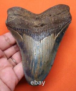 Megalodon Shark Tooth Real Fossil 4.51- Shark Teeth Natural Megladone