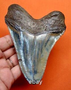 Megalodon Shark Tooth Real Fossil 4.51- Shark Teeth Natural Megladone