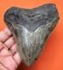 Megalodon Shark Tooth Real Fossil 4.51 Shark Teeth No Restorations