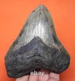 Megalodon Shark Tooth Real Fossil 4.51 Shark Teeth No Restorations