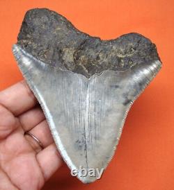 Megalodon Shark Tooth Real Fossil 4.51 Shark Teeth No Restorations