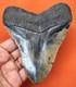 Megalodon Shark Tooth Real Fossil 4.54- Shark Teeth No Restorations