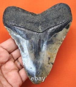 Megalodon Shark Tooth Real Fossil 4.54- Shark Teeth No Restorations