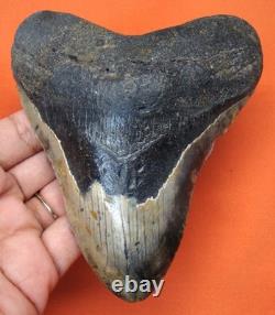 Megalodon Shark Tooth Real Fossil 4.54- Shark Teeth No Restorations