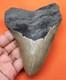 Megalodon Shark Tooth Real Fossil 4.56- Shark Teeth No Restorations