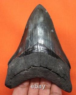 Megalodon Shark Tooth Real Fossil 4.58 Shark Teeth No Restorations
