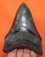 Megalodon Shark Tooth Real Fossil 4.58 Shark Teeth No Restorations