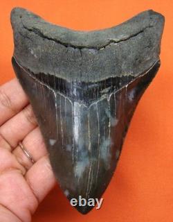 Megalodon Shark Tooth Real Fossil 4.58 Shark Teeth No Restorations