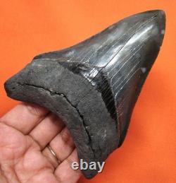 Megalodon Shark Tooth Real Fossil 4.58 Shark Teeth No Restorations