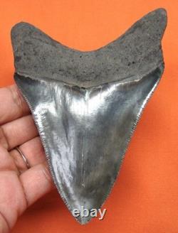 Megalodon Shark Tooth Real Fossil 4.58 Shark Teeth No Restorations