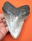 Megalodon Shark Tooth Real Fossil 4.61 Shark Teeth Natural No Repairs