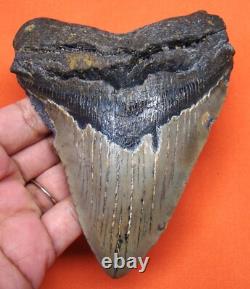 Megalodon Shark Tooth Real Fossil 4.61 Shark Teeth Natural No Repairs